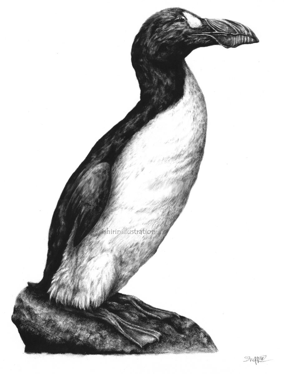 great auk