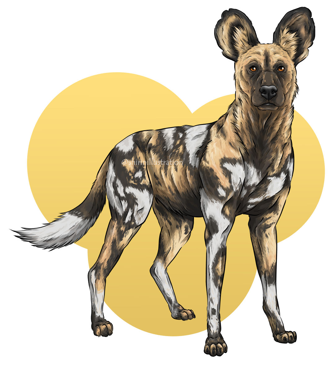 african wild dog
